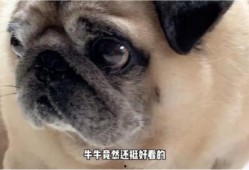 哈皮马最新转盘爆料,惊喜福利等你来拿！